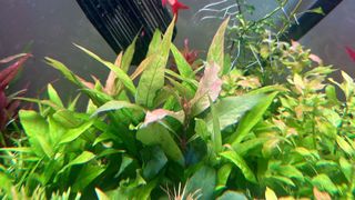 Lote 8 Plantas Acuario Frescas