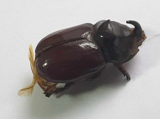 Set 3 Scarabei Rinoceronte Essiccati