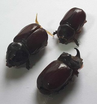 Set 3 Scarabei Rinoceronte Essiccati