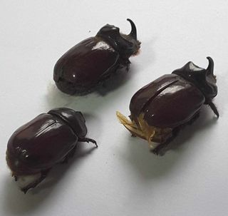Set 3 Scarabei Rinoceronte Essiccati