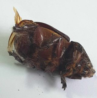 Set 3 Scarabei Rinoceronte Essiccati