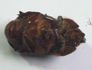 Set 3 Scarabei Rinoceronte Essiccati