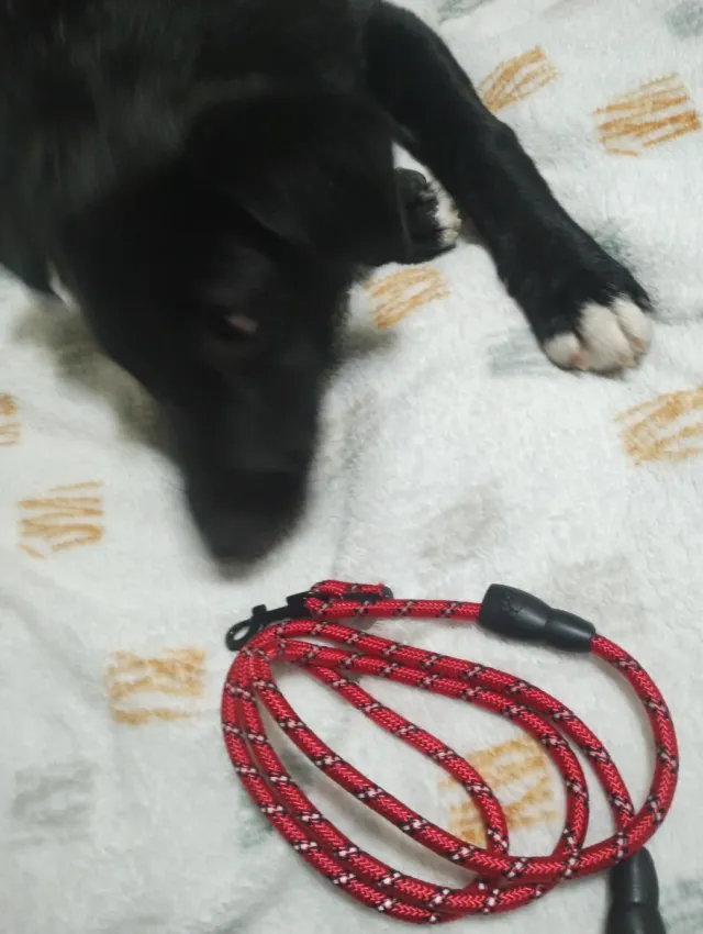 Correa para perro roja 150 cm