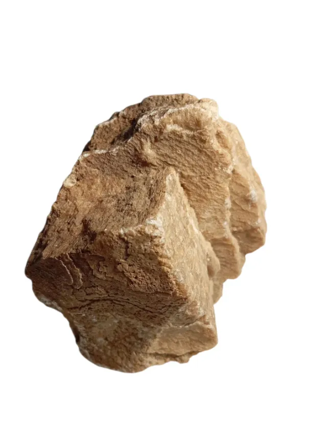 Frammento Fossilizzato Naturale