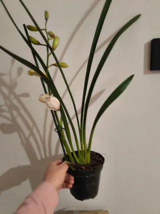 Vaso Cymbidium Bianco