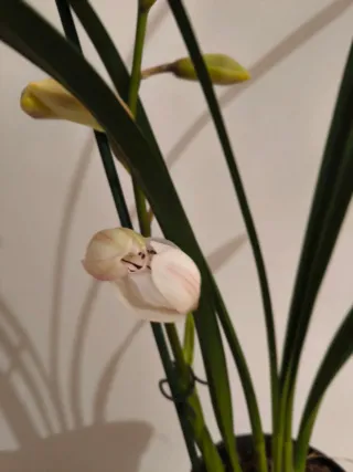 Vaso Cymbidium Bianco