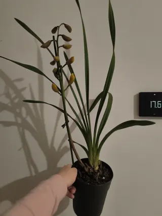 Vaso Cymbidium Giallo come in foto