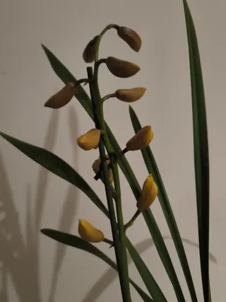Vaso Cymbidium Giallo come in foto