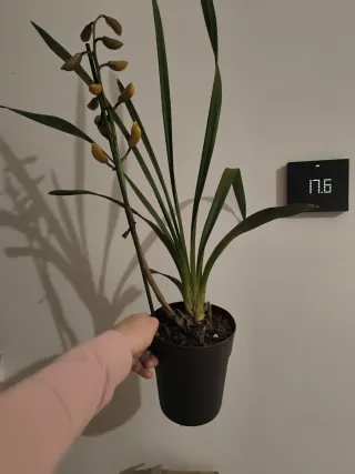 Vaso Cymbidium Giallo come in foto