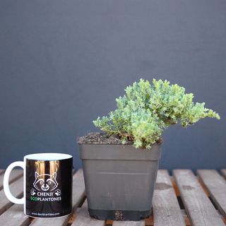Juniperus Procumbens Nana
