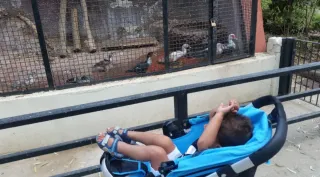 Passeggino blu e nero