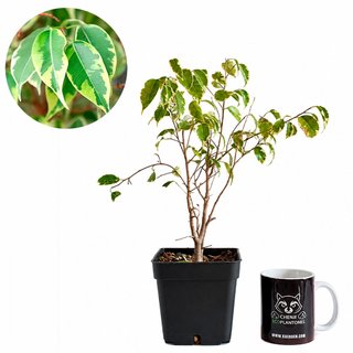 Ficus Kinki
