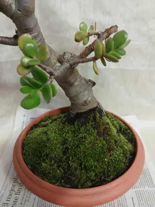 Bonsai  arbol de  jade  de 40 cm.