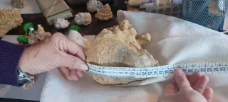 Doppio fossile Vongola Bivalve - Caltanissetta