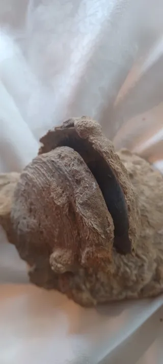 Doppio fossile Vongola Bivalve - Caltanissetta