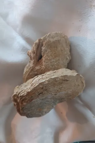 Doppio fossile Vongola Bivalve - Caltanissetta