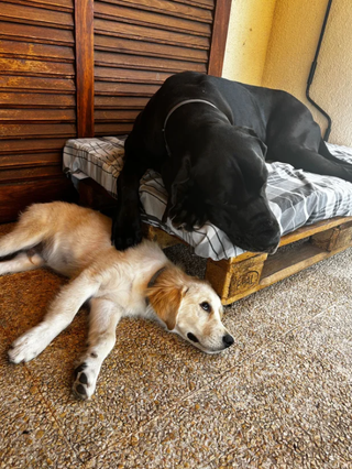Cuidadores de Perros y Gatos (Hotel y Paseo)