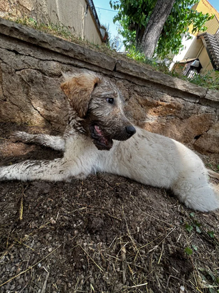 Cuidadores de Perros y Gatos (Hotel y Paseo)
