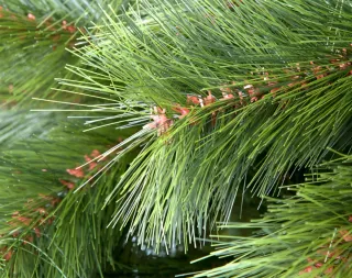 Árbol de Navidad Montgomery Luxe 210cm