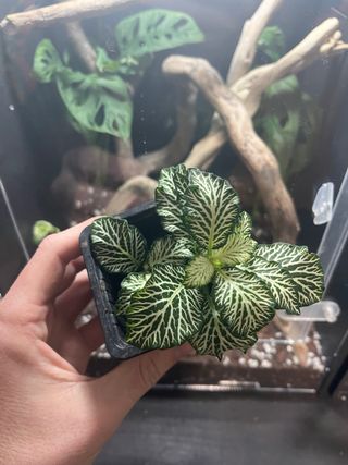 Fittonia para terrario y paludario