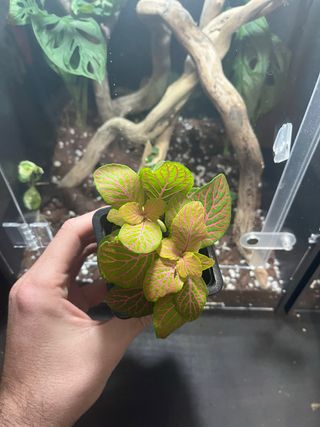 Fittonia para terrarios y paludarios