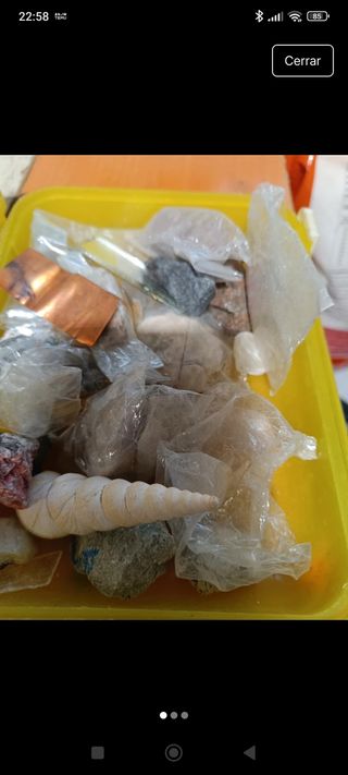 Collezione di Minerali e Conchiglia