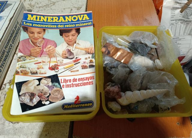 Collezione di Minerali e Conchiglia