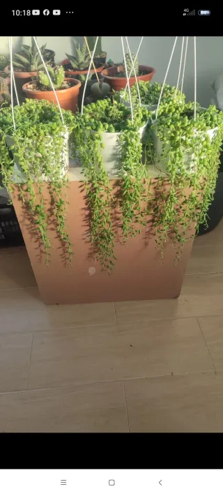 Senecio colgante M12