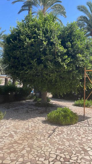 Servicios Profesionales de Jardinería