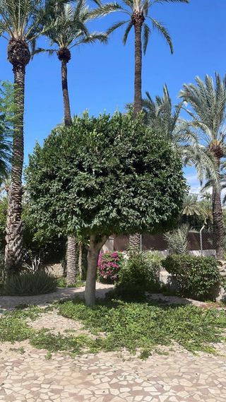 Servicios Profesionales de Jardinería