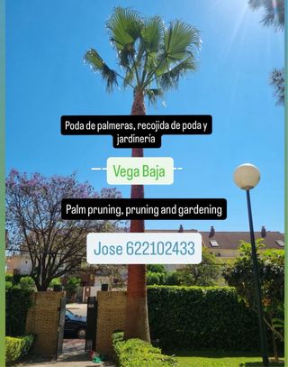 poda de palmera i jardinería