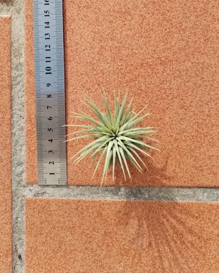 Tillandsia Ionantha Rubra planta