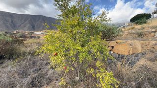 Terreno en venta en Güímar