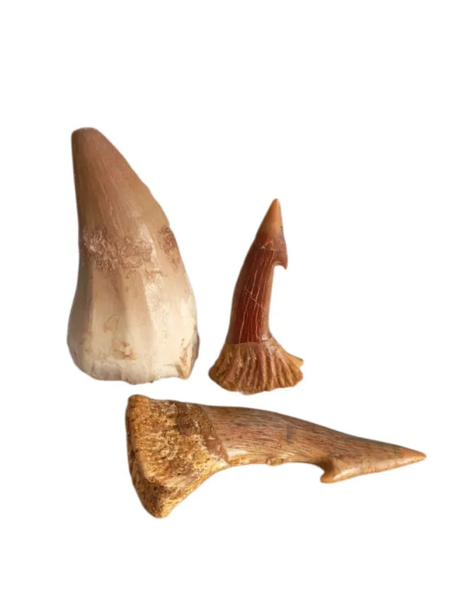 Fossili di Mosasauro e Tib. Sierra