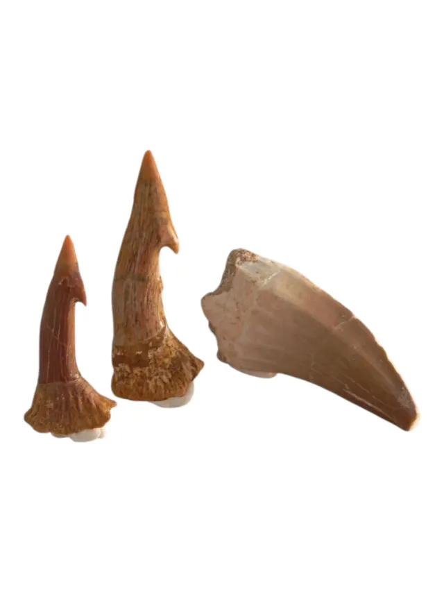 Fossili di Mosasauro e Tib. Sierra