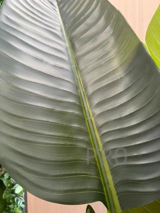 Árbol Bananero Grande