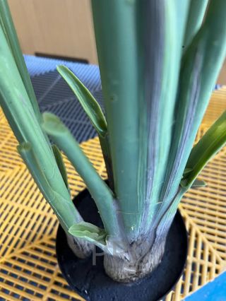 Árbol Bananero Grande