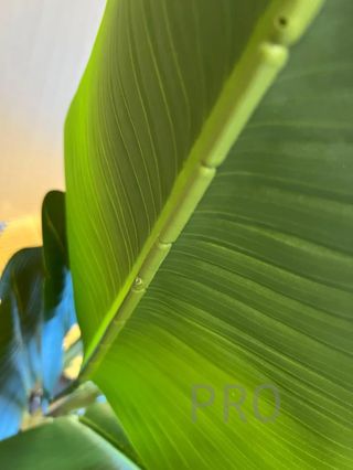 Árbol Bananero Grande