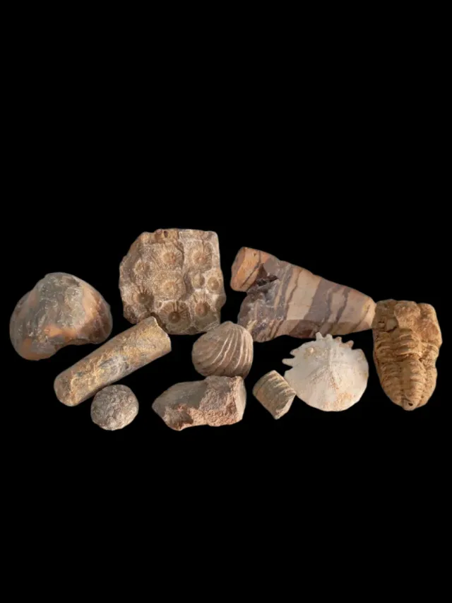 Collezione Fossili Naturali