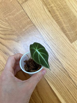 Alocasia Black Velvet
