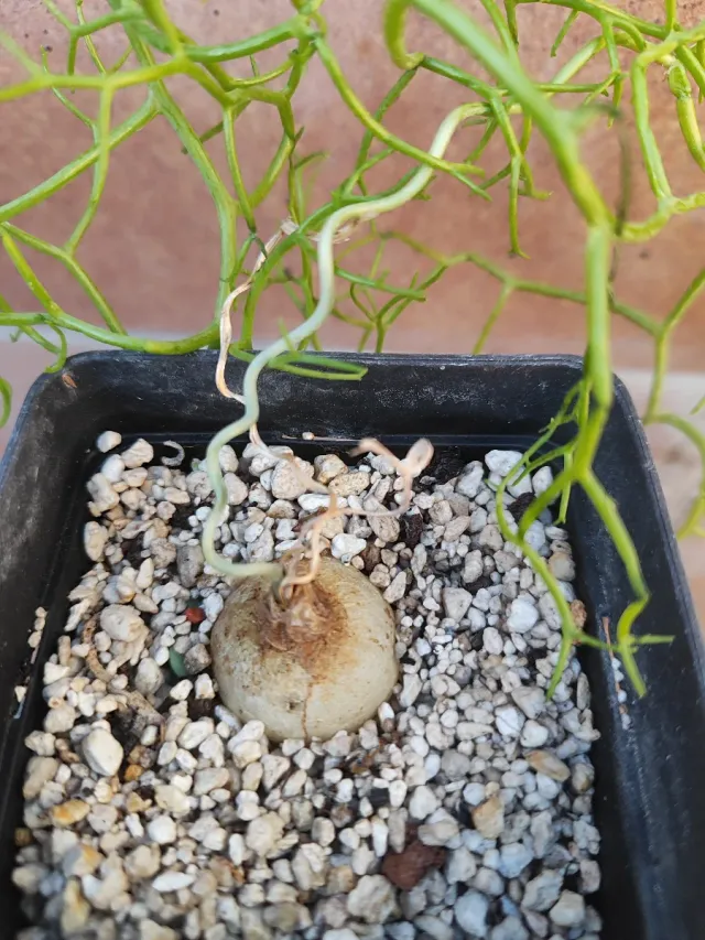 Bowiea garipiensis, pianta bulbosa