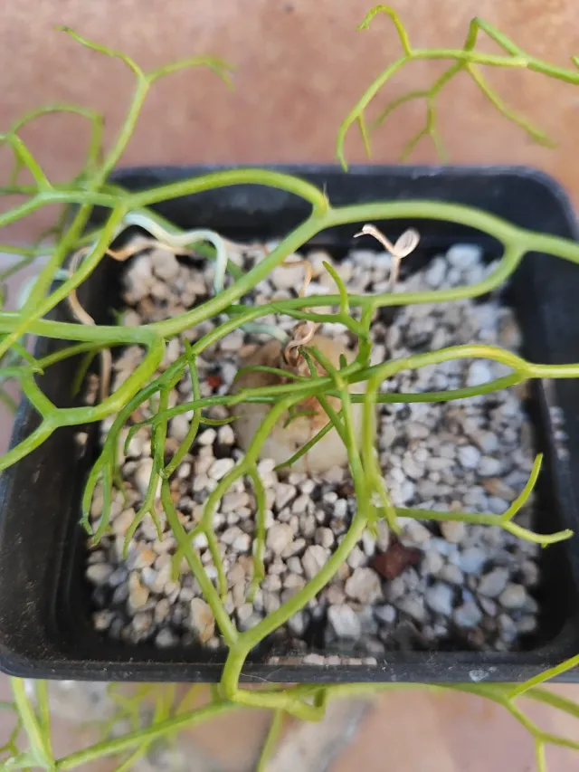 Bowiea garipiensis, pianta bulbosa