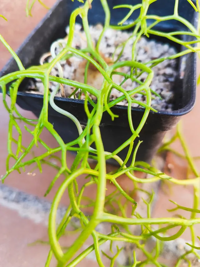 Bowiea garipiensis, pianta bulbosa