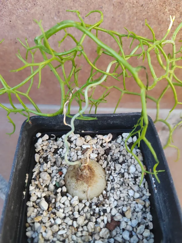 Bowiea garipiensis, pianta bulbosa