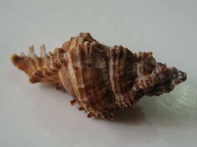 Conchiglia marina Chicoreus akritos, 4,8 cm, con opérculo. Naturale. Etichetta con dati completi. Nessuno sconto