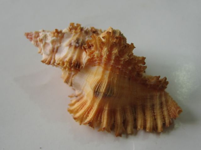 Chicoreus trivialis Muricidae