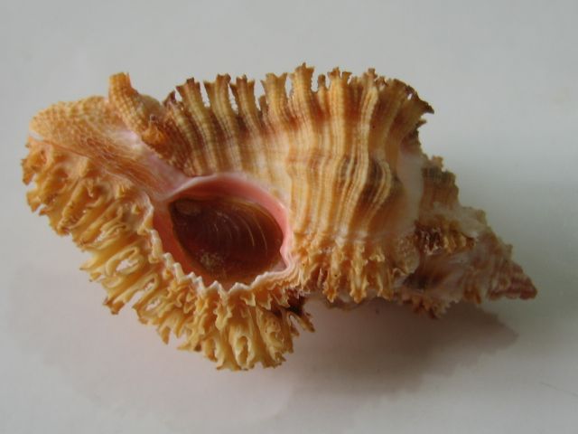 Chicoreus trivialis Muricidae