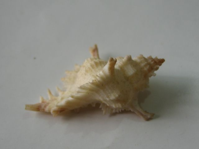 Chicoreus damicornis Muricidae