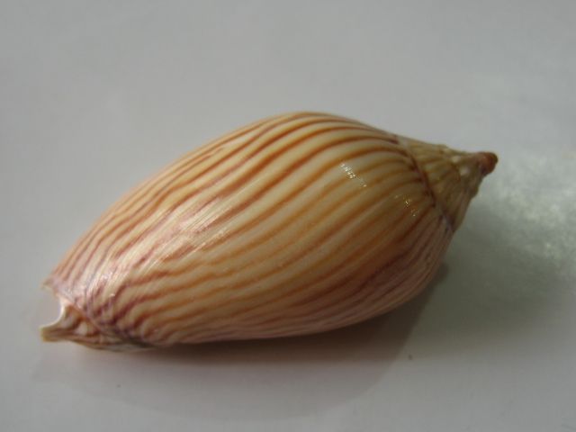 Conchiglia marina Zebramoria lineatina con linea a strisce