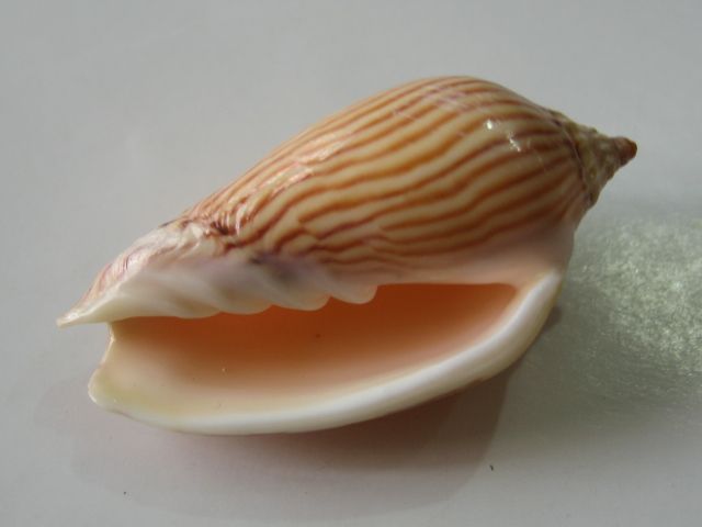 Conchiglia marina Zebramoria lineatina con linea a strisce